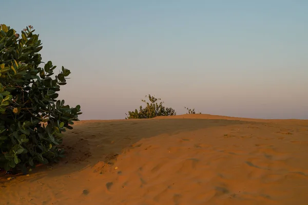 Greeneries Thar Desert Rajasthan India — Foto Stock
