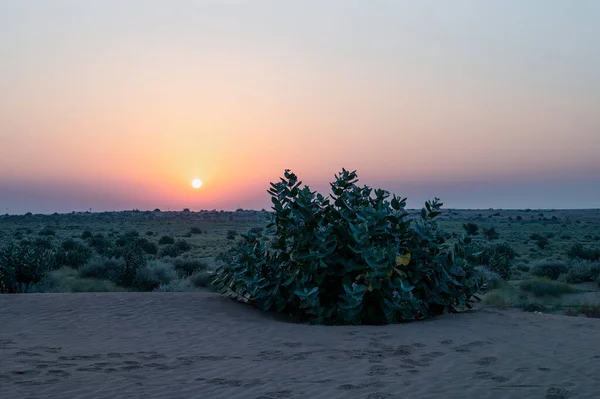 stock image Sun rising at the horizon of Thar desert, Rajasthan, India. Tourists from across India visits to watch desert sun rise. Akondo, Calotropis gigantea, the crown flower shrub has grown in desert.