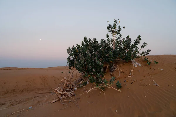 Закате Вид Песчаные Дюны Пустыни Тар Предрассветный Свет Восхода Солнца — стоковое фото