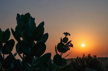 Hindistan, Rajasthan 'daki Thar Çölü' nün ufkundan yükselen güneş. Hindistan 'ın dört bir yanından turistler çöl güneşinin doğuşunu izlemek için geliyorlar. Akondo, Calotropis dev çayı, taç çiçeği çalısı çölde büyüdü..