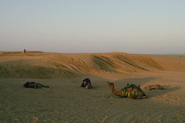 印度拉贾斯坦邦塔尔沙漠 多毛骆驼 多毛骆驼 阿拉伯骆驼或单头骆驼在沙丘上休息 — 图库照片