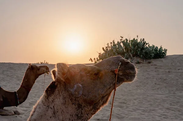 太陽は インドのラジャスタン州サール砂漠の地平線に昇る 砂の砂丘には ドロメダリー ドロメダリーラクダ アラビアラクダ またはワンフップラクダが休んでいます — ストック写真