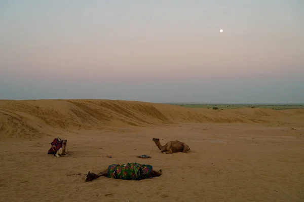 月亮落在沙漠沙丘 黎明前阳光升起 月亮落在天空 印度拉贾斯坦邦多毛骆驼 多毛骆驼 阿拉伯骆驼或单头骆驼都在休息 — 图库照片