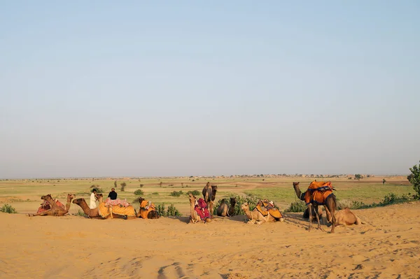 阿拉伯骆驼或单头骆驼被用来骑骆驼 冒险游戏 印度拉贾斯坦邦塔尔沙漠 — 图库照片