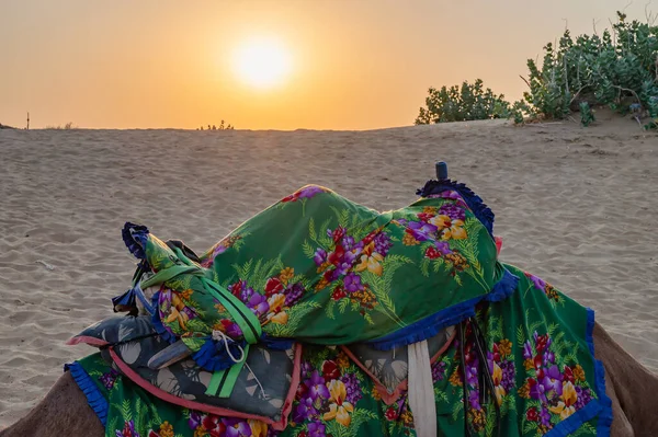 太阳升起在印度拉贾斯坦邦塔尔沙漠的地平线上 流口水的骆驼 流口水的骆驼 阿拉伯骆驼 或背上穿着五颜六色的拉贾斯坦尼长裙的单头骆驼躺在沙丘上 — 图库照片