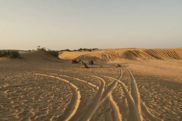 印度拉贾斯坦邦塔尔沙漠沙丘上的车胎痕迹 游客们乘汽车来到沙漠观看日出 这是旅行者们非常喜爱的活动 — 图库照片