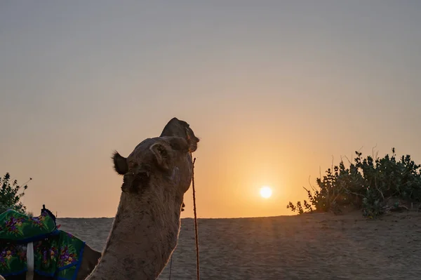 Сонце Сходить Горизонті Пустелі Тар Раджастхан Індія Дромедаль Верблюд Верблюд — стокове фото