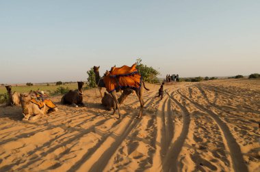 Genç Cameleers, Thar Çölü, Rajasthan, Hindistan 'da güneşin doğuşunu izlemek için deveyi turistlere götürüyor. Dromedary, dromedary deve, Arap deve, ya da tek hörgüçlü deve biniciliği, macera sporu için kullanılır..