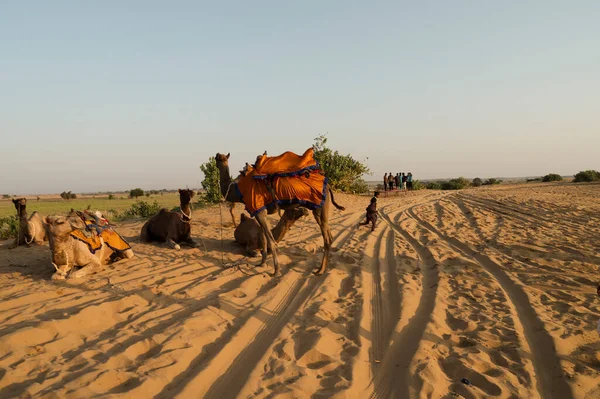 Genç Cameleers Thar Çölü Rajasthan Hindistan Güneşin Doğuşunu Izlemek Için — Stok fotoğraf