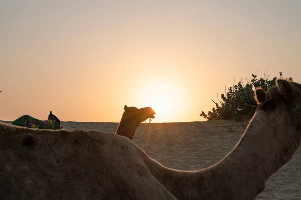 Солнце Восходит Горизонте Пустыни Тар Раджастан Индия Дромадар Дромадеры Арабские — стоковое фото