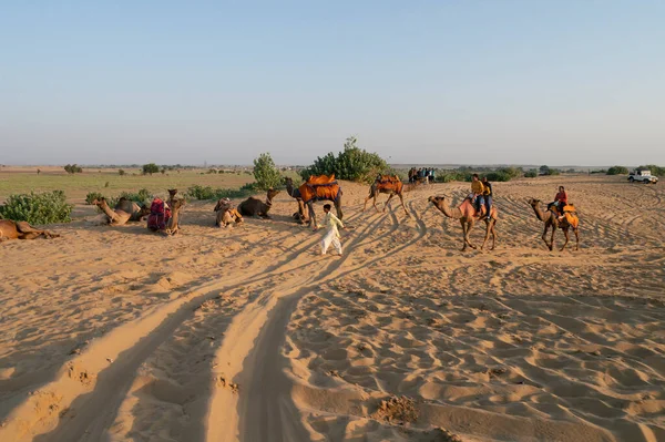 Thar Çölü Rajasthan Hindistan 2019 Cameleer Güneşin Doğuşunu Izledikten Sonra — Stok fotoğraf