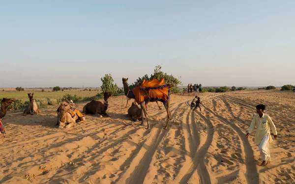 塔尔沙漠 拉贾斯坦邦 2019年10月16日 年轻的骆驼骑手带着骆驼去观望日出 阿拉伯骆驼或单头骆驼被用来骑骆驼 — 图库照片