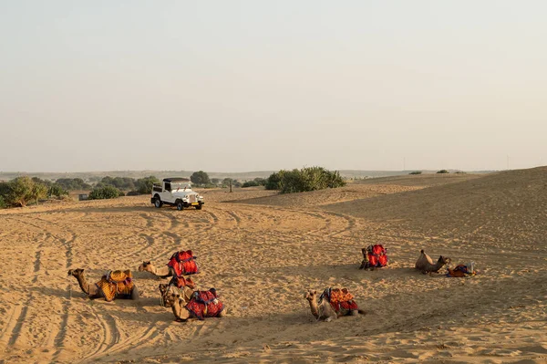 阿拉伯骆驼或单头骆驼被用来骑骆驼 冒险游戏 印度拉贾斯坦邦塔尔沙漠 — 图库照片