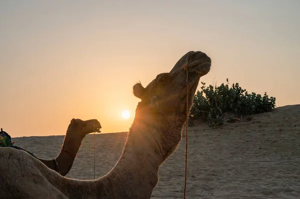 太陽は インドのラジャスタン州サール砂漠の地平線に昇る 砂の砂丘には ドロメダリー ドロメダリーラクダ アラビアラクダ またはワンフップラクダが休んでいます — ストック写真