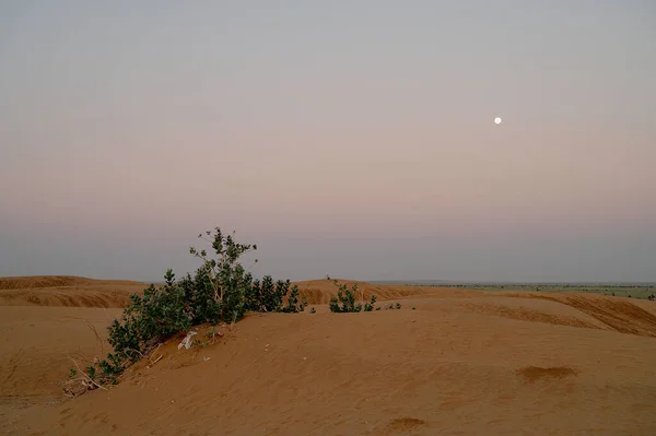 ムーンセット 太陽が昇る前の夜明けの光と月が空に沈む前のThar砂漠の砂丘の眺め インドのラジャスタン州 — ストック写真