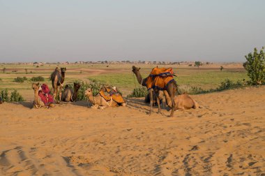 Dromedary, dromedary deve, Arap deve, ya da tek hörgüçlü deve biniciliği, macera sporu için kullanılır. Thar Çölü, Rajasthan, Hindistan.