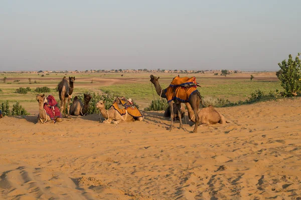 Dromedary Dromedary Camel Arabian Camel One Humped Camels Used Camel — Stock Photo, Image