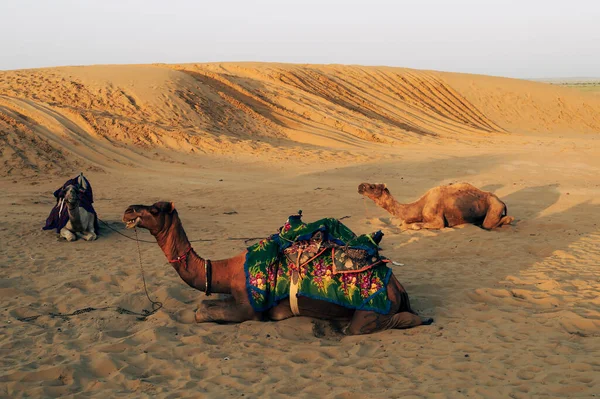 Thar Desert Rajasthan Indie Dromedary Wielbłądy Dromaderskie Wielbłądy Arabskie Lub — Zdjęcie stockowe