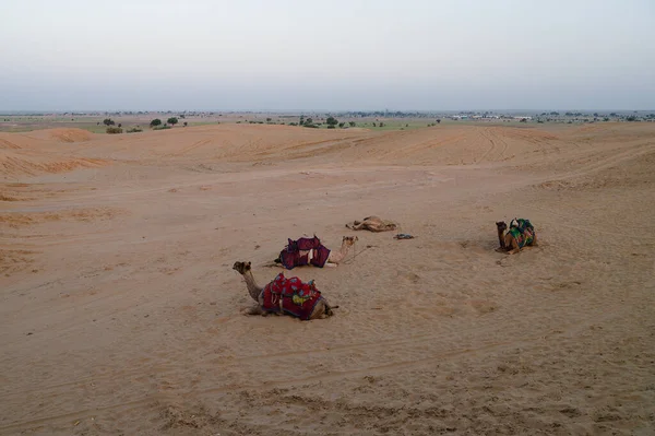位于印度拉贾斯坦邦的塔尔沙漠景观 多毛骆驼 多毛骆驼 阿拉伯骆驼或单头骆驼都在休息 — 图库照片