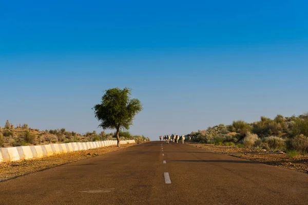 İnekler yüksek yolda yürüyor ya da çölden geçen ulusal bir yol. Uzak ufuk, Thar Çölü 'nde sıcak yaz, Rajasthan, Hindistan.