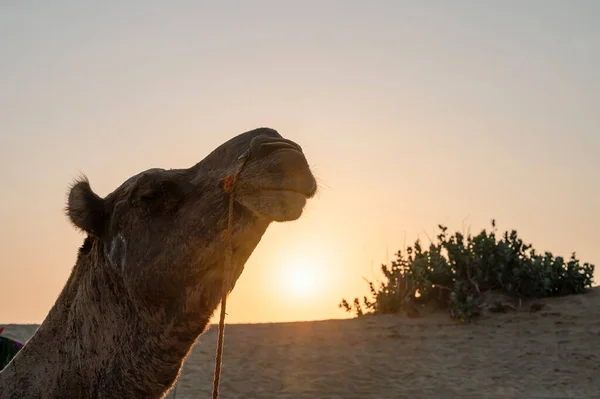 Sonnenaufgang Horizont Der Wüste Thar Rajasthan Indien Dromedar Dromedar Arabisches — Stockfoto