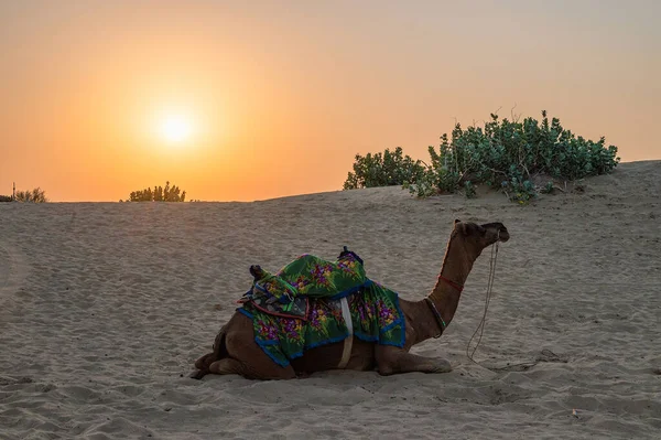太阳升起在印度拉贾斯坦邦塔尔沙漠的地平线上 软绵绵的骆驼 软绵绵的骆驼 阿拉伯骆驼或单头骆驼正在沙丘上休息 — 图库照片