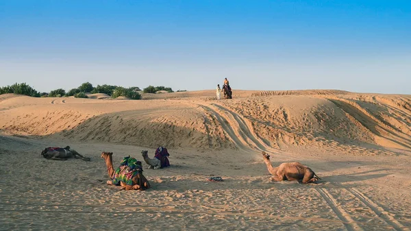 Cameleer Hindistan Rajasthan Daki Thar Çölü Nde Güneşin Doğuşunu Izlemek — Stok fotoğraf