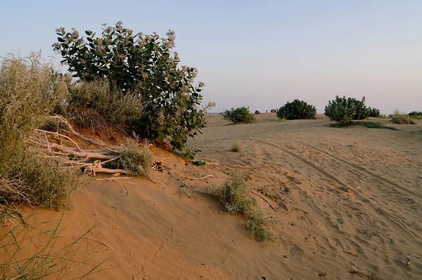 Verdes Del Desierto Thar Rajastán India — Foto de Stock