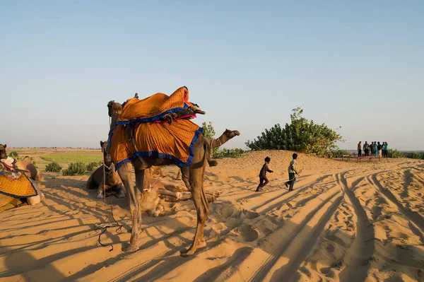 在印度拉贾斯坦邦的塔尔沙漠 年轻的骆驼爱好者们带着骆驼去观望日出 阿拉伯骆驼或单头骆驼被用来骑骆驼 探险运动 — 图库照片