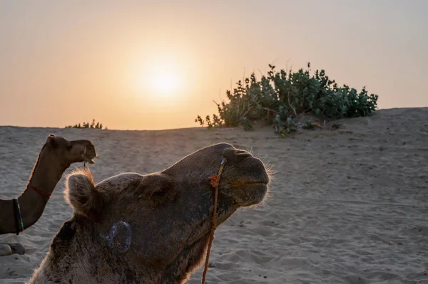 太阳升起在印度拉贾斯坦邦塔尔沙漠的地平线上 多毛骆驼 多毛骆驼 阿拉伯骆驼或单头骆驼在沙丘上休息 — 图库照片