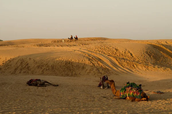 在印度拉贾斯坦邦的塔尔沙漠 骆驼骑着骆驼带游客观看日出 多毛骆驼 多毛骆驼 阿拉伯骆驼或单头骆驼都在休息 — 图库照片