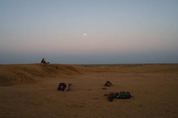 在印度拉贾斯坦邦的塔尔沙漠 骆驼骑着骆驼带游客观看日出 多毛骆驼 多毛骆驼 阿拉伯骆驼或单头骆驼都在休息 — 图库照片