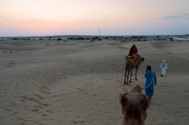 Cameleers taking back their camels, Camelus dromedarius, tourist rides at dusk in sand dunes. Camel riding is a popular activity for tourists. Thar desert, Rajasthan, India