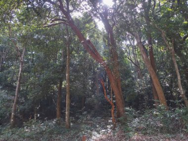 View of Dandeli forest and road passing through the trees of Dandeli forest, Karnataka, India.