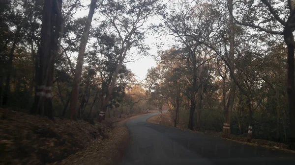 View Dandeli Forest Road Passing Trees Dandeli Forest Karnataka India — Stock Fotó