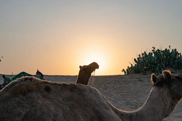Słońce Wschodzące Horyzoncie Pustyni Thar Rajasthan Indie Dromedary Wielbłądy Dromaderskie — Zdjęcie stockowe