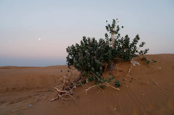 Luna Tramontata Veduta Delle Dune Sabbia Del Deserto Thar Prima — Foto Stock