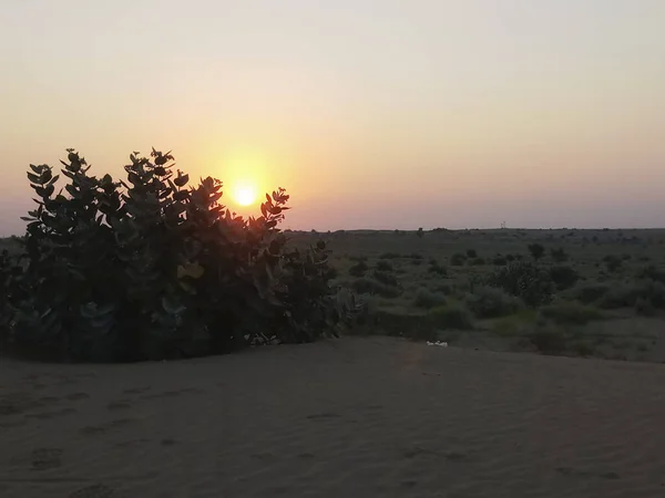 Zon Opkomt Achter Woestijnplant Aan Horizon Van Thar Woestijn Rajasthan — Stockfoto