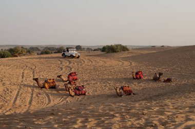 Dromedary, dromedary deve, Arap deve, ya da tek hörgüçlü deve biniciliği, macera sporu için kullanılır. Thar Çölü, Rajasthan, Hindistan.