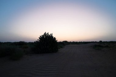 Thar Çölü kum tepelerinin manzarası, şafaktan önce güneş doğmadan önce. Rajasthan, Hindistan. Akondo, Calotropis dev çayı, taç çiçeği çalısı çölde büyüdü..