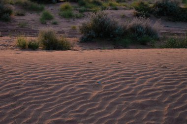 Thar Çölü, Rajasthan, Hindistan 'ın dalgalı kum tepeleri..