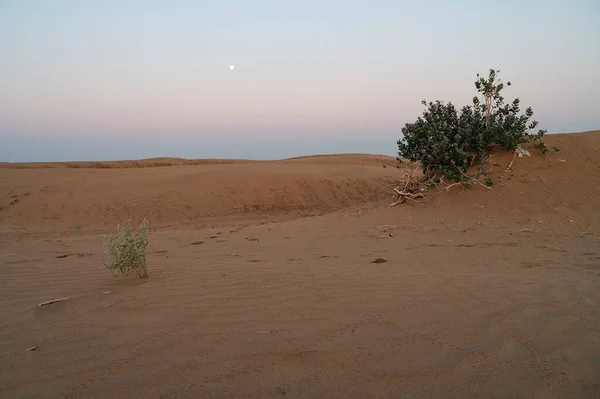 Moon set. View of Thar desert sand dunes , pre dawn light before sun rise and moon setting off in the sky. Rajasthan, India. Akondo, Calotropis gigantea, the crown flower shrub has grown in desert.
