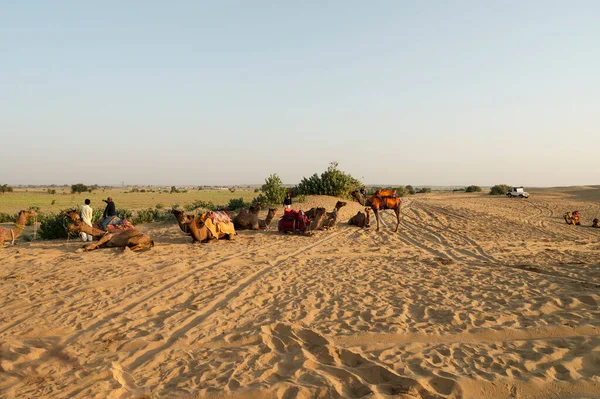 Дромадари Дромадеры Арабские Верблюды Одногорбые Верблюды Используются Верховой Езды Приключенческого Лицензионные Стоковые Изображения