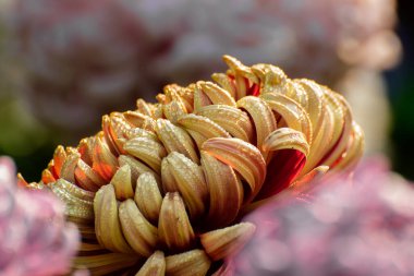 Yellow Dahlia flower petals with dew drops on them. Dahlia is bushy, tuberous, herbaceous perennial plants, Asteraceae family of dicotyledonous plants. Nature background. Flower stock image.
