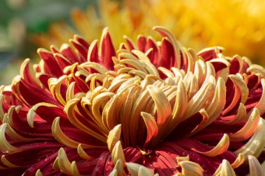 Yellow and red Dahlia flower petals with dew drops on them. Dahlia is bushy, tuberous, herbaceous perennial plants, Asteraceae family of dicotyledonous plants. Nature background. Flower stock image.