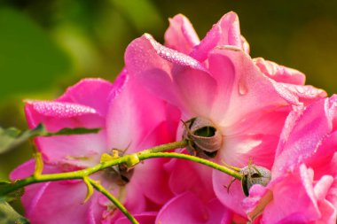 Dew drops on pink rose petals, romantic, nature stock image. Rose, woody perennial flowering plant, genus Rosa , family Rosaceae. For use in greetings cards, advertisements and other commerical use,