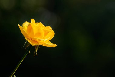 Dew drops on yellow rose petals, romantic, nature stock image. Rose, woody perennial flowering plant, genus Rosa , family Rosaceae. For use in greetings cards, advertisements and other commerical use,