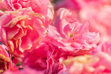 Dew drops on pink rose petals, romantic, nature stock image. Rose, woody perennial flowering plant, genus Rosa , family Rosaceae. For use in greetings cards, advertisements and other commerical use,