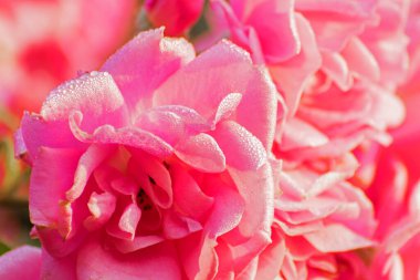 Dew drops on the petals of pink rose, flower of the woody perennial flowering plant of the genus Rosa , Rosaceae. Early winter morning nature flower stock image, Kolkata, West Bengal, India.
