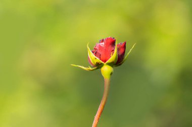 Dew drops on the petals of red rose bud, flower of the woody perennial flowering plant of the genus Rosa , Rosaceae. Winter morning nature flower stock image, Kolkata, West Bengal, India.